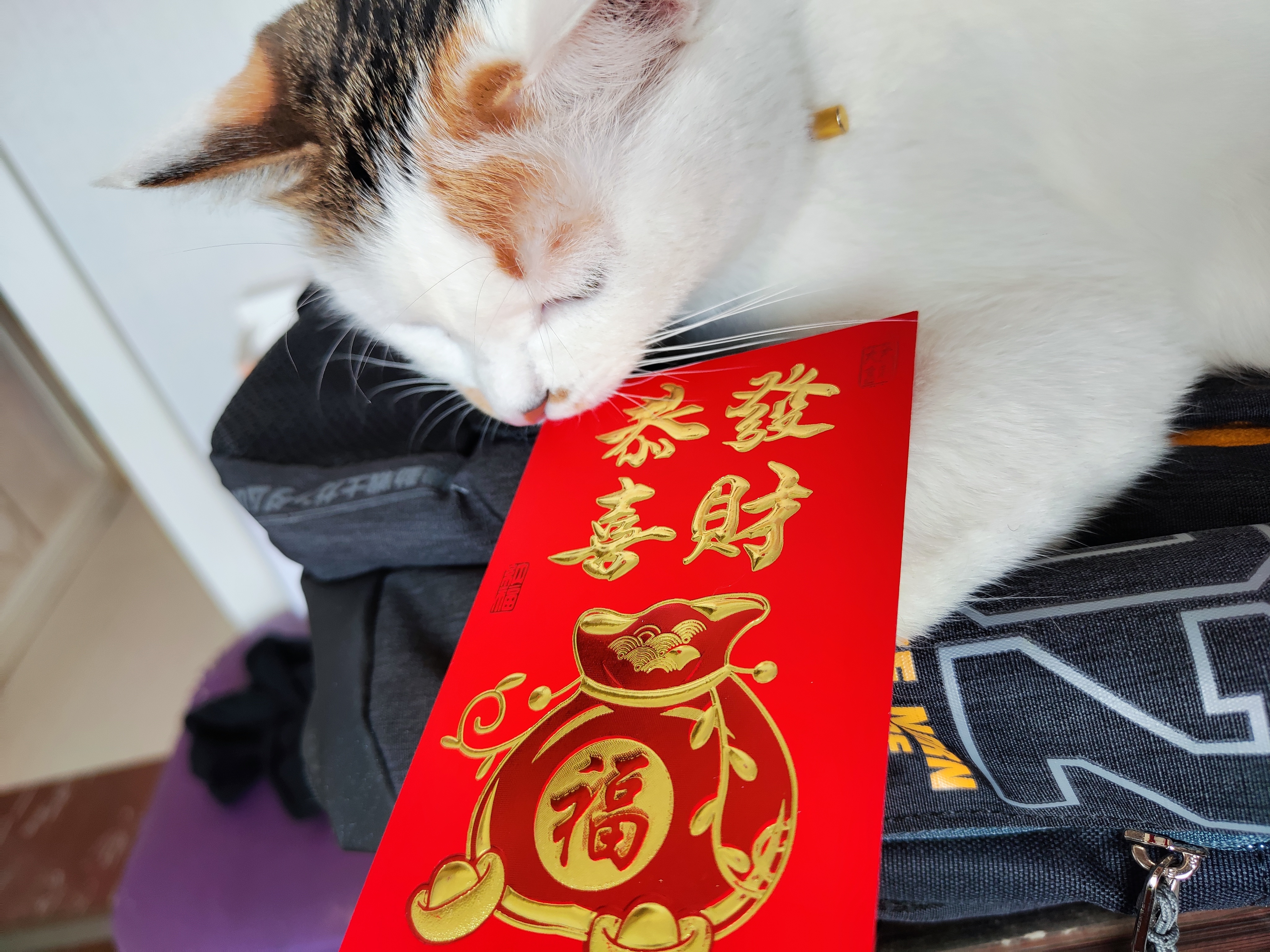 小猫预言，今年你将发大财！感谢灵动的喵星使者！