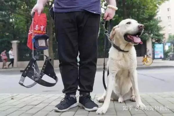 呼吁领养退役缉毒犬