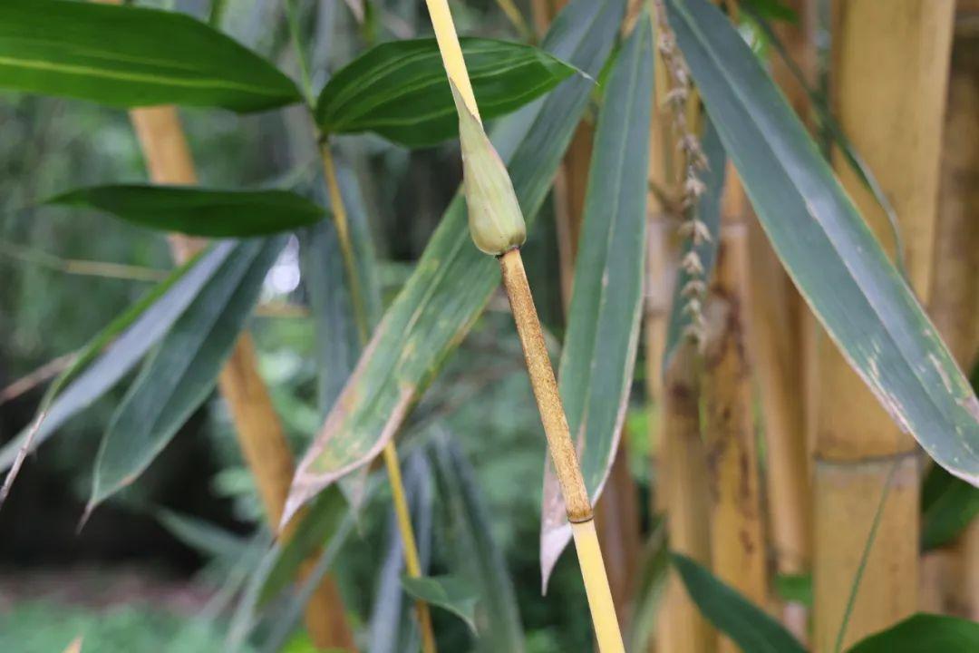 震惊！成都竹子神秘开花，错过这次竟要再等60年！你准备好了吗？